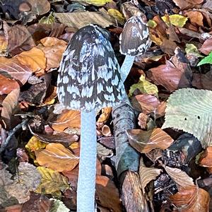 Magpie Ink-cap