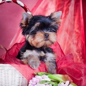 Yorkshire Terrier