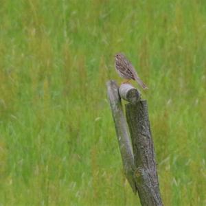 Corn Bunting