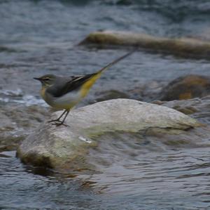 Grey Wagtail