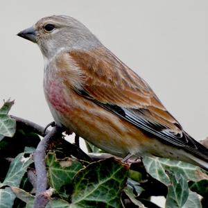 Eurasian Linnet