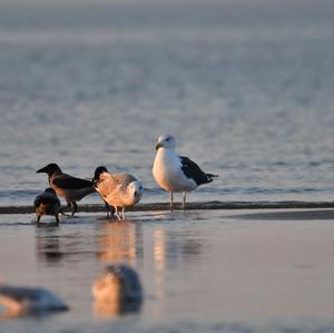 Great Black-backed Gull