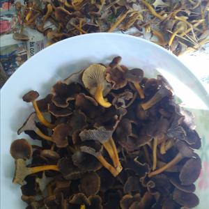 Trumpet Chanterelle