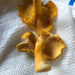 Chanterelle, Common