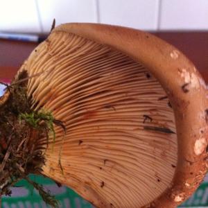 Oyster Mushroom