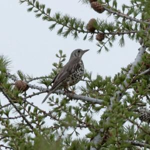 Mistle Thrush