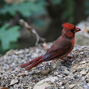 Northern Cardinal