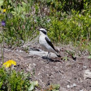 Northern Wheatear