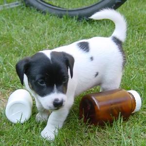 Parson Russell Terrier