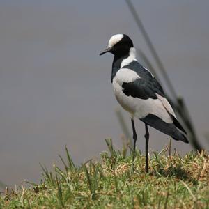 Blacksmith Lapwing