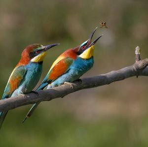 European Bee-eater