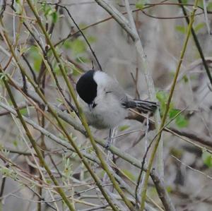 Willow Tit