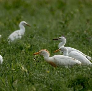 Cattle Egret