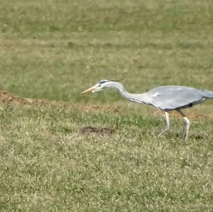 Grey Heron