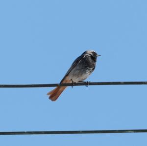 Black Redstart