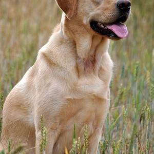 Retriever (Labrador)