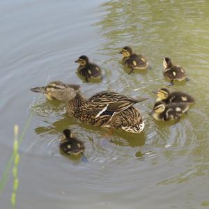 Mallard