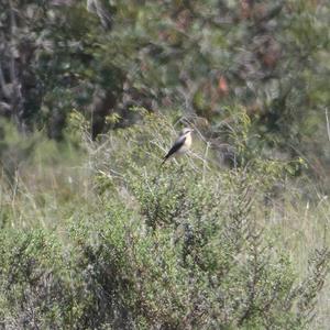 Northern Wheatear