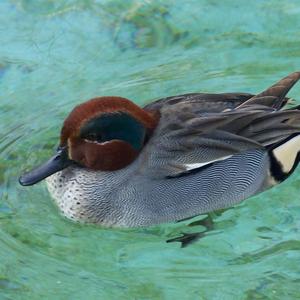 Common Teal