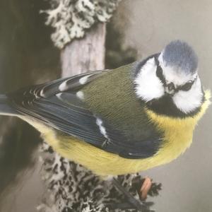 Blue Tit