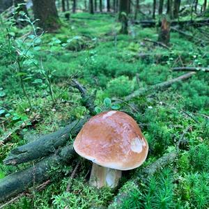 King Bolete