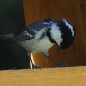 Coal Tit