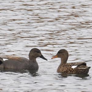 Gadwall