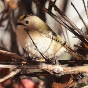 Goldcrest