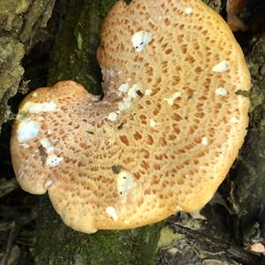 Dryad`s Saddle