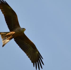 Red Kite