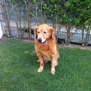 Unknown Breed