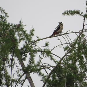 Great Spotted Woodpecker