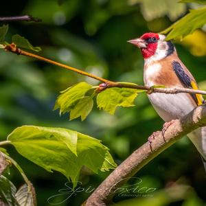 European Goldfinch