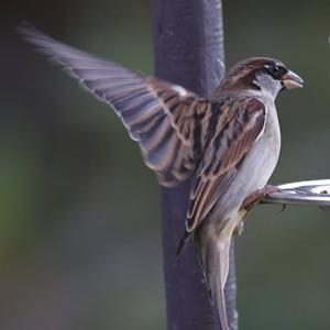 House Sparrow