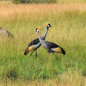 Grey Crowned-crane