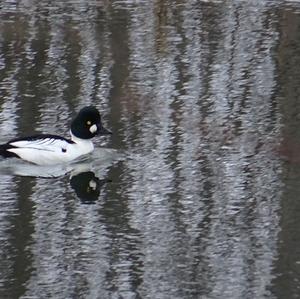 Common Goldeneye