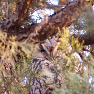 Long-eared Owl