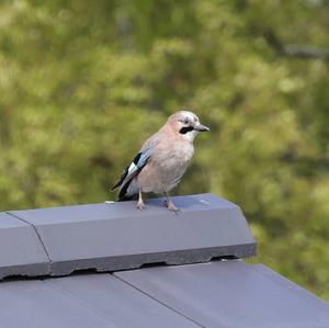 Eurasian Jay