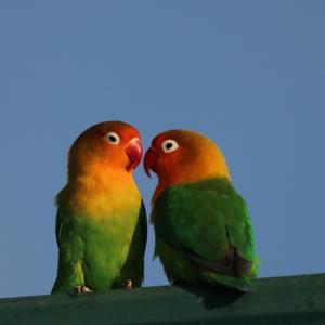 Fischer's Lovebird