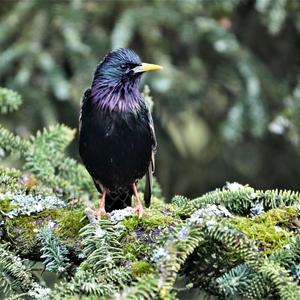 Common Starling