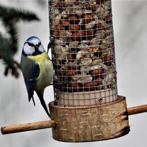 Blue Tit