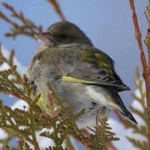 European Greenfinch