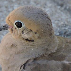 Mourning Dove