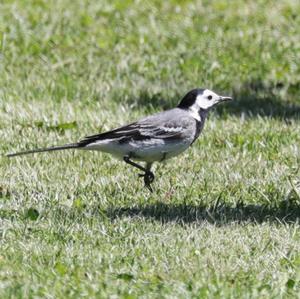 White Wagtail