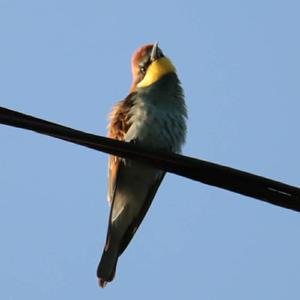 European Bee-eater