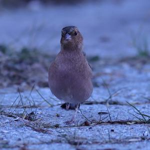 Eurasian Chaffinch