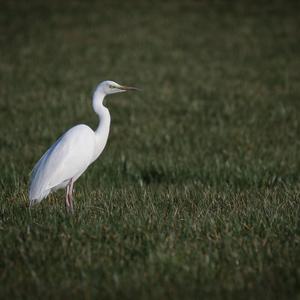 Little Egret