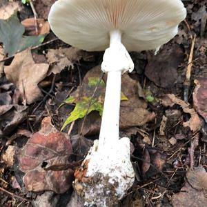 Destroying Angel