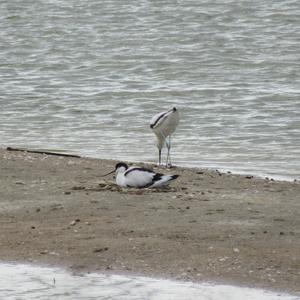 Pied Avocet