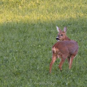 European Roe Deer